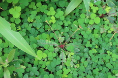 Biophytum sensitivum
