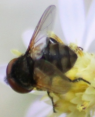 Phasia