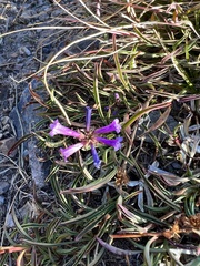 Penstemon heterodoxus
