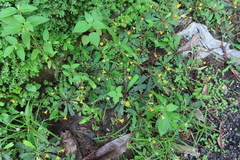 Biophytum sensitivum