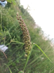 Cenchrus echinatus