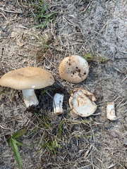 Russula grata