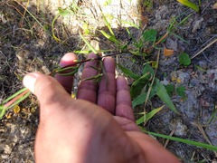 Lampranthus spiniformis