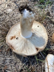 Russula grata
