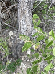 Croton ciliatoglandulifer