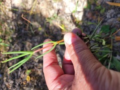 Lampranthus spiniformis