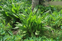 Curcuma