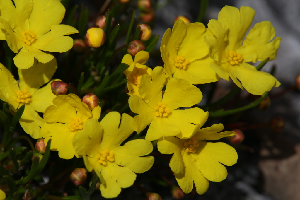 Hibbertia stellaris; photograph Hugo Innes, CC BY, iNaturalist via GBIF