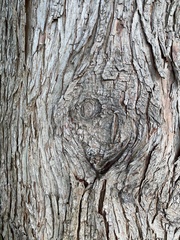 Chamaecyparis lawsoniana