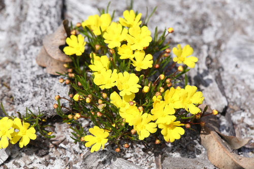 Hibbertia stellaris, photograph 1