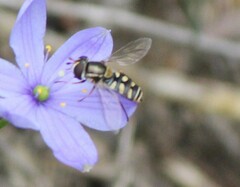 Simosyrphus grandicornis