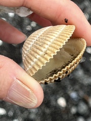 Clinocardium nuttallii