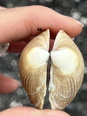 Clinocardium nuttallii