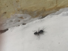 Camponotus compressus