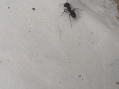 Camponotus compressus