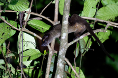 Arctogalidia trivirgata