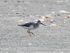 Xenus cinereus