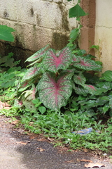 Caladium bicolor