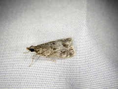 Eudonia persimilis