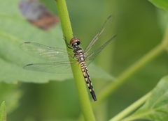 Brachydiplax sobrina
