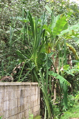 Pandanus