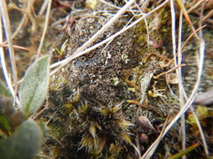 Protopannaria pezizoides