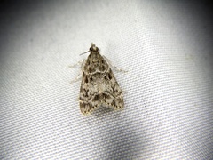 Eudonia puellaris