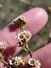 Diosma hirsuta