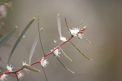 Hakea carinata