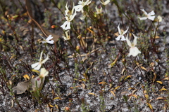 Stylidium emarginatum