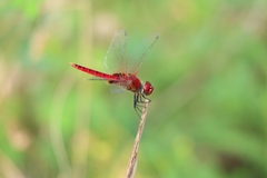 Urothemis signata