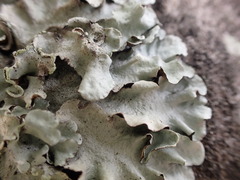 Parmotrema austrosinense