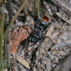 Myrmecia mandibularis