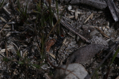 Myrmecia mandibularis