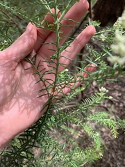 Ozothamnus diosmifolius