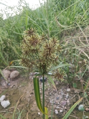 Cyperus odoratus