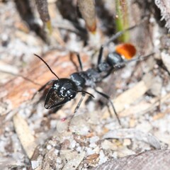 Myrmecia mandibularis