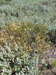 Leucadendron lanigerum lanigerum