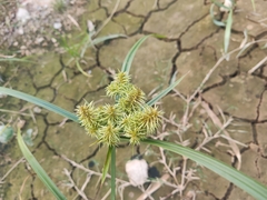 Cyperus odoratus