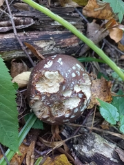 Cortinarius praestans