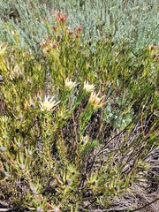Leucadendron lanigerum lanigerum