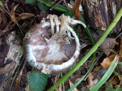 Cortinarius praestans