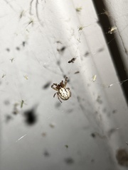 Larinioides cornutus