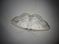 Lomographa temerata
