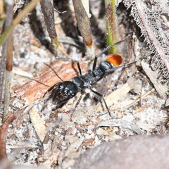 Myrmecia mandibularis