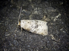Bryophilina mollicula
