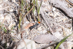 Myrmecia mandibularis