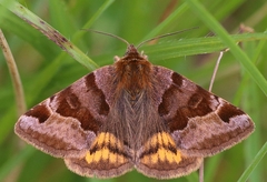 Euclidia glyphica