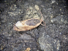 Cryptophlebia ombrodelta