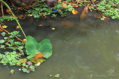 Aplocheilus lineatus